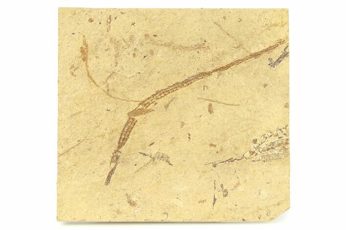 Fossil Pipefish and Juvenile (Syngnathus) - California #294288